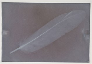Feather; about 1850; Photogenic drawing; 14.4 x 9.8 cm, 5 11,16 x 3 7,8 in