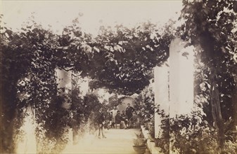 Garden - Capri; James Anderson, British, 1813 - 1877, about 1845 - 1877; Albumen silver print