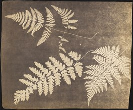 Fern Leaves; British; about 1850?; Photogenic drawing; 26.4 × 32.4 cm, 10 3,8 × 12 3,4 in