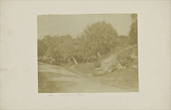 Olives on the Via Roma to Tivoli; Italian; Tivoli, Italy, Europe; about 1850 - 1855; Salted paper print; 20.9 x 26.8 cm