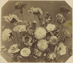 Flowers; Adolphe Braun, French, 1811 - 1877, about 1868; Albumen silver print