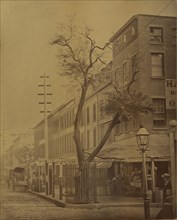 The Stuyvesant Pear Tree; Jeremiah Gurney, American, 1812 - 1895, New York, New York, United States; August 22, 1863; Albumen