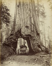 Section of  Wawona,  28 feet diameter, 275 feet high, Mariposa Grove; I.W. Taber, American, 1830 - 1912, Mariposa, California
