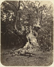 Gnarled Tree; Gertrude Elizabeth Rogers, British, 1837 - 1917, about 1860; Albumen silver print