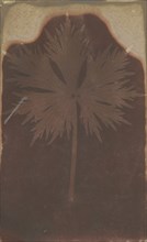 Fronded Leaf; William Henry Fox Talbot, English, 1800 - 1877, 1840; Photogenic drawing negative; 18.4 × 11.3 cm