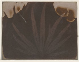 Hornbeam Leaf; William Henry Fox Talbot, English, 1800 - 1877, 1840; Photogenic drawing negative; 11.6 x 14.9 cm