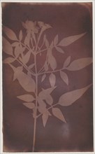 Leaves of Jasmine; William Henry Fox Talbot, English, 1800 - 1877, probably 1840–1842; Photogenic drawing negative