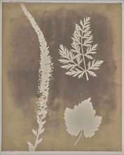 Arrangement of Botanical Specimens; William Henry Fox Talbot, English, 1800 - 1877, 1839; Photogenic drawing negative