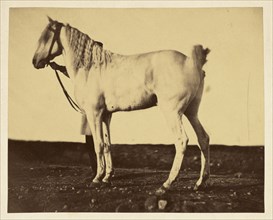 Horse; Adrien Alban Tournachon, French, 1825 - 1903, 1856; Varnished salted paper print; 12 x 15 cm 4 3,4 x 5 7,8 in