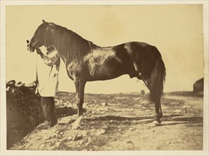 Horse; Adrien Alban Tournachon, French, 1825 - 1903, 1856; Varnished salted paper print; 13 x 17.5 cm 5 1,8 x 6 7,8 in