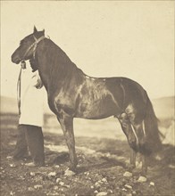 Horse; Adrien Alban Tournachon, French, 1825 - 1903, 1856; Salted paper print; 16.8 x 14.3 cm 6 5,8 x 5 5,8 in