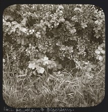 Hawthorn and Blackberry; Frederick H. Evans, British, 1853 - 1943, about 1883; Lantern slide; 7.1 x 7.3 cm 2 13,16 x 2 7,8 in