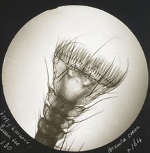 Foot of Parasite of Queen Bee. Braula Coeca; Frederick H. Evans, British, 1853 - 1943, about 1883; Lantern slide; 7.1 x 7.1 cm