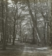 Tree-lined path in park, possibly Redland Woods; Frederick H. Evans, British, 1853 - 1943, about 1900; Lantern slide