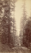 Big Tree Station, Santa Cruz; William Henry Jackson, American, 1843 - 1942, about 1871; Albumen silver print