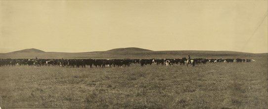 Cattle; Laton Alton Huffman, American, 1854 - 1931, 1878 - 1905; Gelatin silver print; 24.8 x 59.5 cm 9 3,4 x 23 7,16 in