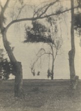 Landscape with Trees; Louis Fleckenstein, American, 1866 - 1943, about 1920; Gelatin silver print; 34.1 x 25.2 cm