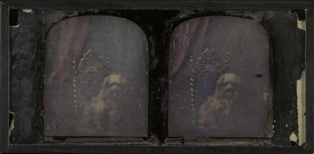 Fancy, a dog; Antoine Claudet, French, 1797 - 1867, about 1850; Stereograph, daguerreotype, hand-colored; 7.1 x 5.7 cm