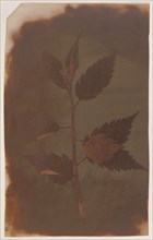 Botanical Specimen; William Henry Fox Talbot, English, 1800 - 1877, 1840; Direct positive photogenic drawing; 17.8 × 11.1 cm