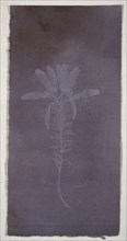 Botanical Specimen, Erica mutabolis, William Henry Fox Talbot, English, 1800 - 1877, England; March 1839; Photogenic drawing