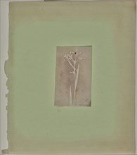 Luzula Pilosa; Attributed to William Henry Fox Talbot, English, 1800 - 1877, 1840; Photogenic drawing negative; 11 × 6.7 cm