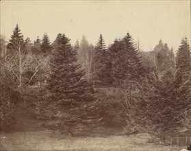 Forest Landscape; Attributed to Roger Fenton, English, 1819 - 1869, about 1852 - 1860; Albumen silver print