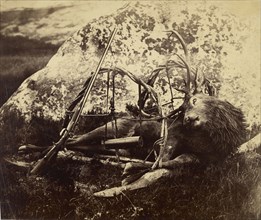 Dead stag in a sling; Capt. Horatio Ross, British, 1801 - 1886, 1850s - 1860s; Albumen silver print