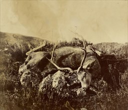 Dead stag on a rock; Attributed to Roger Fenton, English, 1819 - 1869, n.d; Albumen silver print