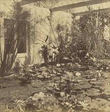 Lily House, Botanic Garden, Oxford; Roger Fenton, English, 1819 - 1869, Oxford, England; 1859; Albumen silver print