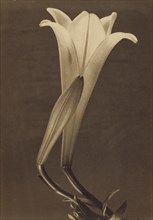 No. 1; Tina Modotti, American, born Italy, 1896 - 1942, 1925; Platinum print; 24.1 x 17 cm 9 1,2 x 6 11,16 in