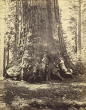 Section of the Grizzly Giant; Carleton Watkins, American, 1829 - 1916, 1865 - 1866; Albumen silver print