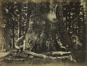 Part of the Trunk of the Grizzly Giant; Carleton Watkins, American, 1829 - 1916, Yosemite, California, United States; negative