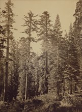 Forest Scene , Sugar Pines; Carleton Watkins, American, 1829 - 1916, 1865 - 1866; Albumen silver print