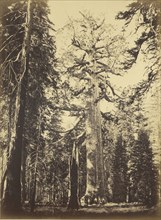 Sequoia Gigantea -  Grizzly Giant  - Mariposa Grove; Carleton Watkins, American, 1829 - 1916, Yosemite, California, United