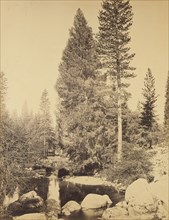 Douglas Fir at Clarks , The Douglas Fir; Carleton Watkins, American, 1829 - 1916, Yosemite, California, United States; negative