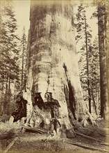 Mother of the Forest, 221 feet high; Carleton Watkins, American, 1829 - 1916, about 1880; Albumen silver print