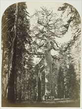 Grizzly Giant, Mariposa Grove - 33 ft. Diam; Carleton Watkins, American, 1829 - 1916, Yosemite, California, United States; 1861