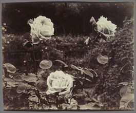 Roses; Eugène Atget, French, 1857 - 1927, France; 1922 - 1923; Albumen silver print