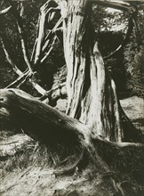 Pine Tree Trunks, Trianon; Eugène Atget, French, 1857 - 1927, Paris, France; 1910 - 1915; Albumen silver print