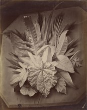 Leaf arrangement; Charles Aubry, French, 1811 - 1877, Paris, France; 1860 - 1869; Albumen silver print