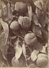 Peaches; Charles Aubry, French, 1811 - 1877, Paris, France; 1860 - 1869; Albumen silver print