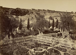 Jardin de Gethséman; Félix Bonfils, French, 1831 - 1885, Jerusalem, Israel; 1885; Albumen silver print