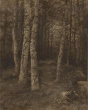 Forest Scene; Rudolf Eickemeyer, Jr., American, 1862 - 1932, Yonkers, New York, United States; 1916; Carbon print