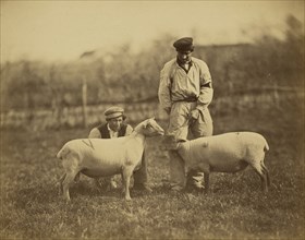 Moutons South-Down; Adrien Alban Tournachon, French, 1825 - 1903, 1856 - 1860; Albumen silver print