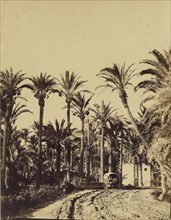 Elche palm trees; Charles Clifford, English, 1819,1820 - 1863, October 27, 1862; Albumen silver print