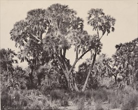 Haute Égypte. Palmiers doums; Maxime Du Camp, French, 1822 - 1894, Louis Désiré Blanquart-Evrard, French, 1802 - 1872, Hamamah