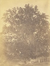 Beech Tree at Avondale, Pennsylvania; Thomas Eakins, American, 1844 - 1916, early 1880s; Albumen silver print