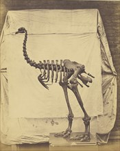 Dinornis Elephantopus; Roger Fenton, English, 1819 - 1869, 1854 - 1858; Salted paper print; 38.1 × 30.3 cm 15 × 11 15,16 in