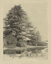 Cedars, Monmouthshire; Roger Fenton, English, 1819 - 1869, Monmouthshire, England; about 1856; Photogalvanograph