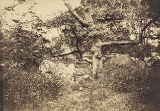Gnarled Oak Tree near the l'Épine Crossroads; Gustave Le Gray, French, 1820 - 1884, Fontainebleau, France; 1849 - 1852; Albumen